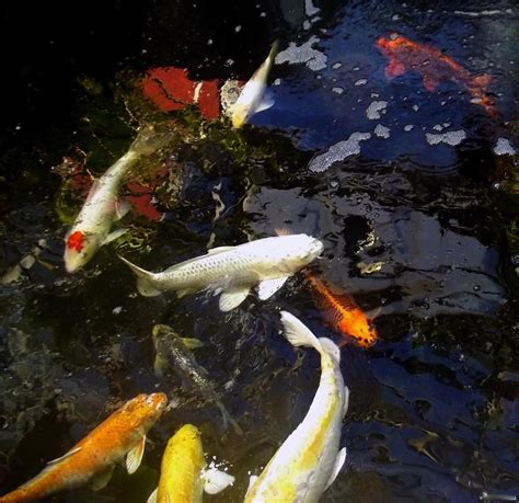 鯉魚 象徵|鯉魚的寓意和象徵